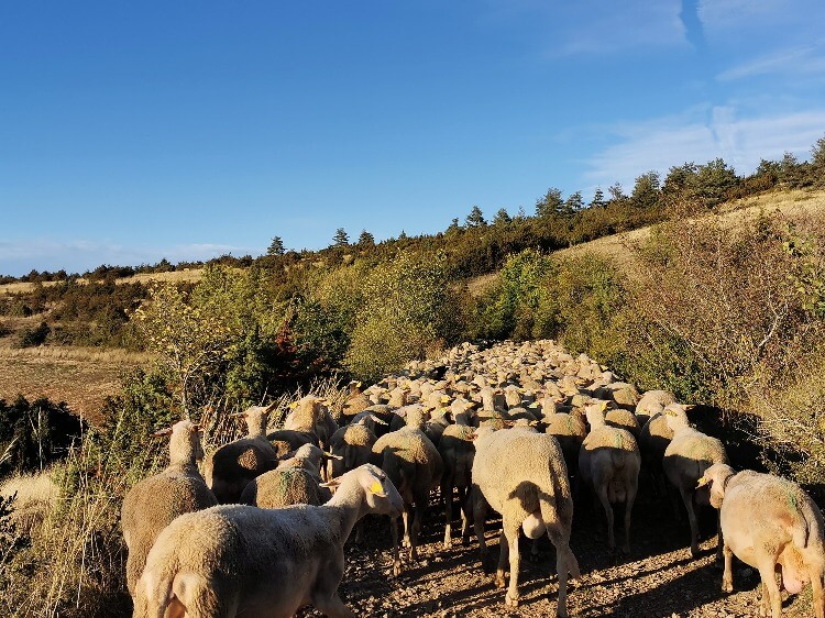 Mende Cœur de Lozère