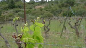 Vignes du Languedoc-Roussillon pendant le stage vigneron BIO avec une oenologue