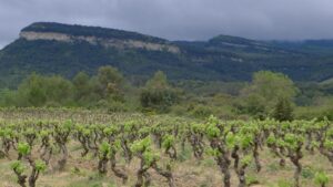 Stage vigneron bio en Occitanie