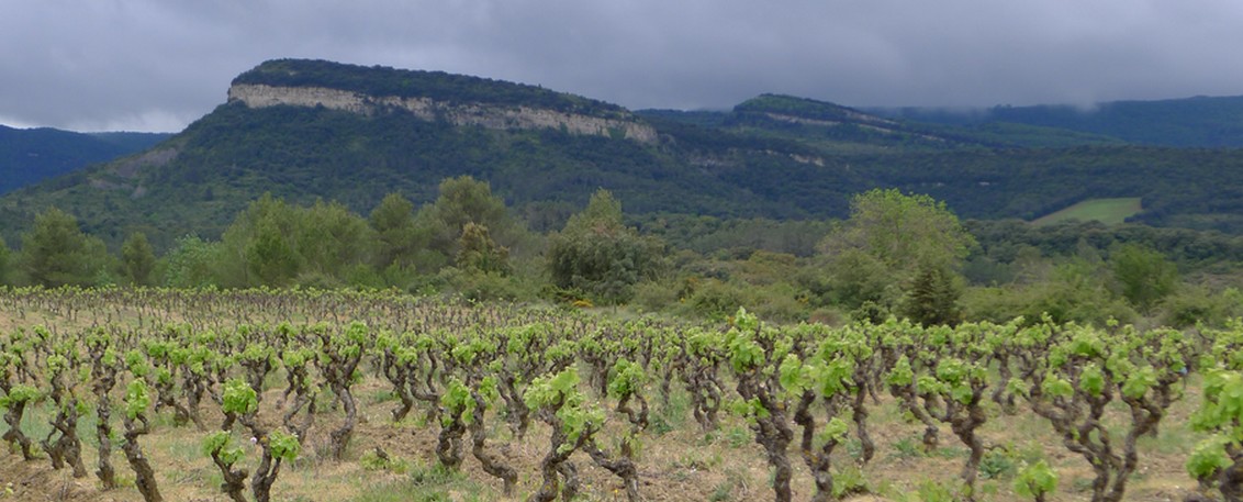 Stage vigneron bio en Occitanie