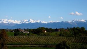 Stage dans un domaine viticole