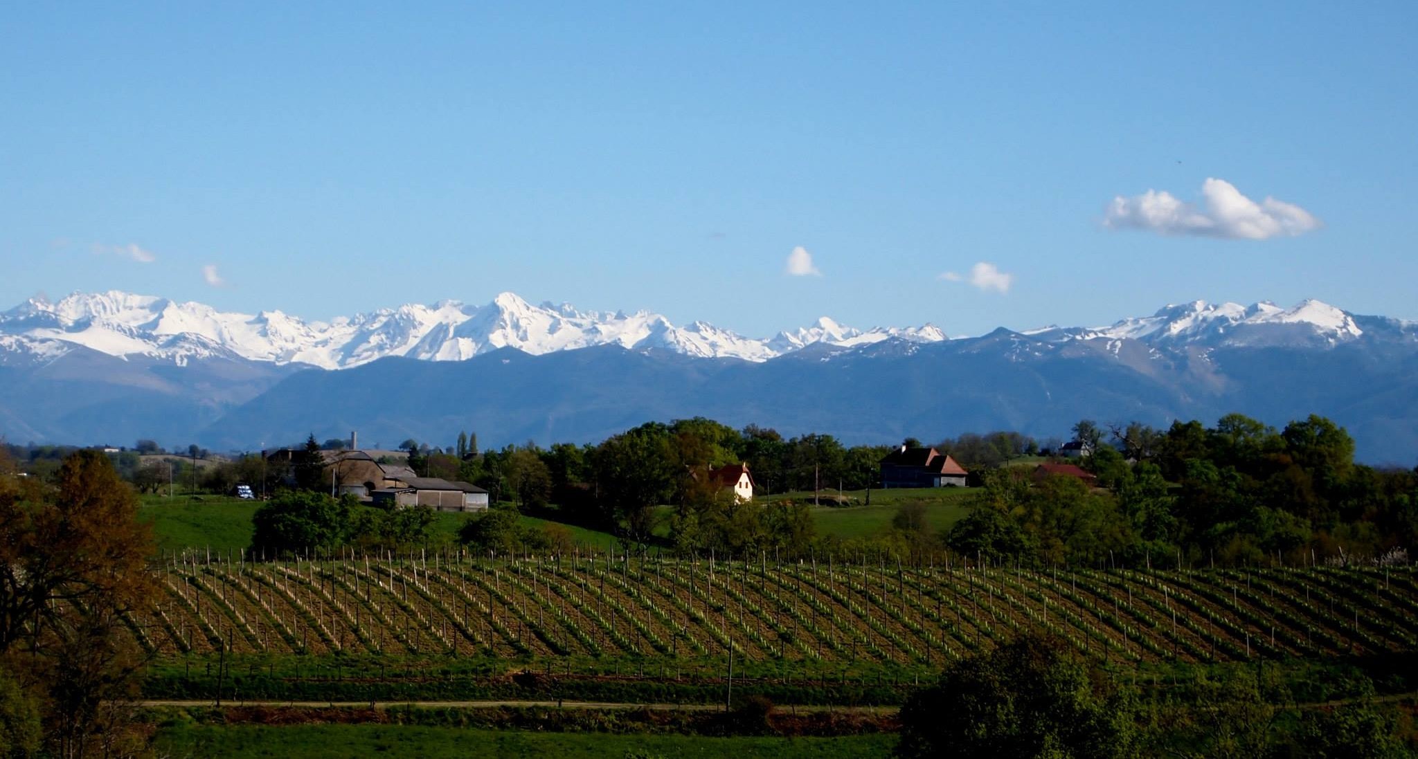 Stage dans un domaine viticole