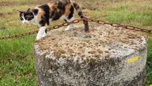 "Assistant" en apiculture pendant le stage d'apiculteur