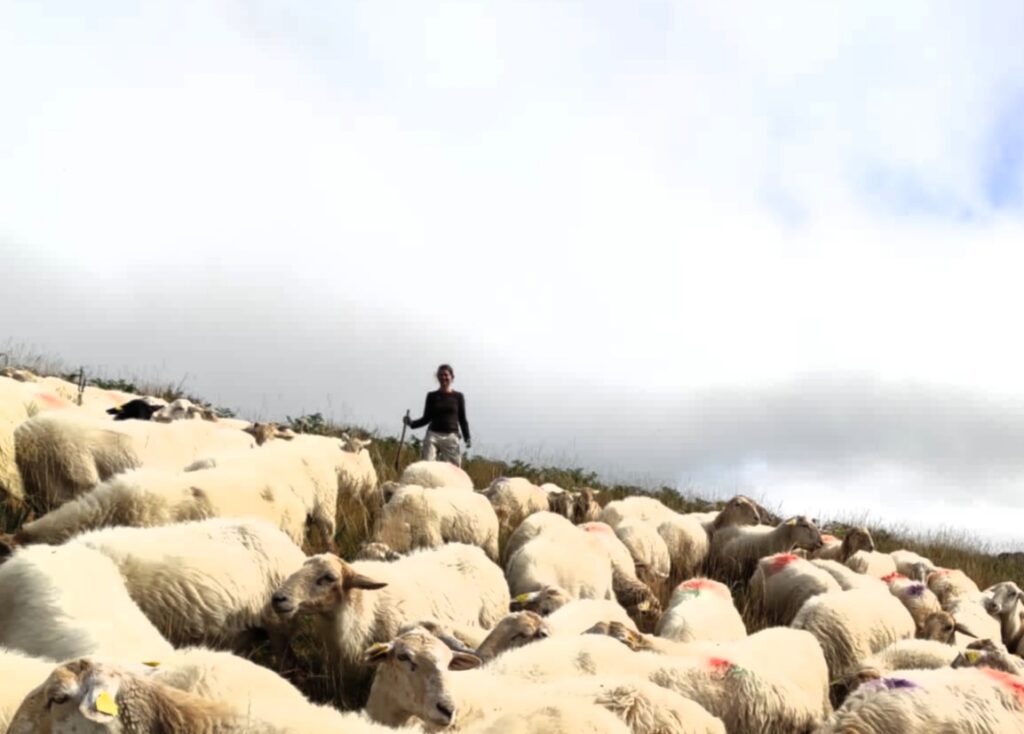 Stage berger en estive, avec ou sans son chien