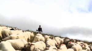 Stage berger en estive, avec ou sans son chien