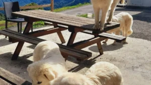 Chiens de berger pendant la stage en estive dans les Pyrénées