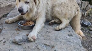 Patou de Jean Louis pendant le stage de berger avec ou sans son chien