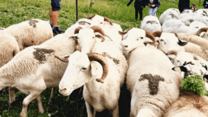 Jean-Louis le berger avec ces brebis et les enfants du village pendant le stage en estive dans les Pyrénées
