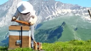 Apiculture
