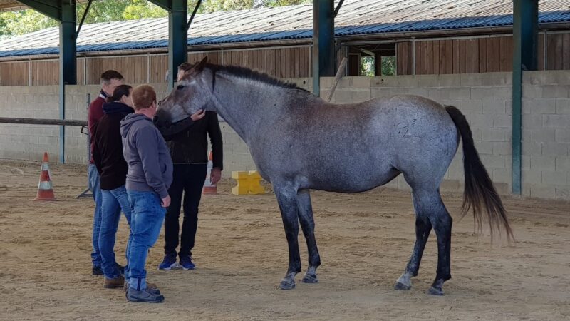 Stage équicoaching pour explorer le développement personnel avec les chevaux.