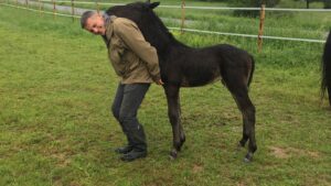Equicoaching