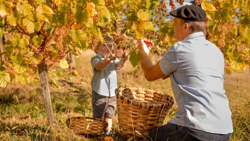 Stage vigneron pour apprendre la culture de la vigne et la fabrication du vin grâce à des ateliers.