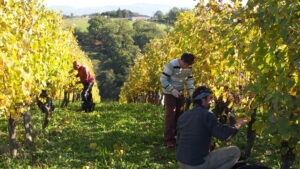 Vigneron