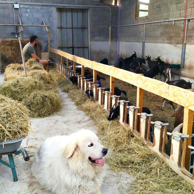 Le Patou et son maitre pendant la traite des chèvres pendant le stage d'élevage et fromager