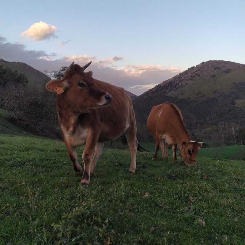 Les vaches de la ferme dans le Pays Basque pendant le stage d'élevage et fromager