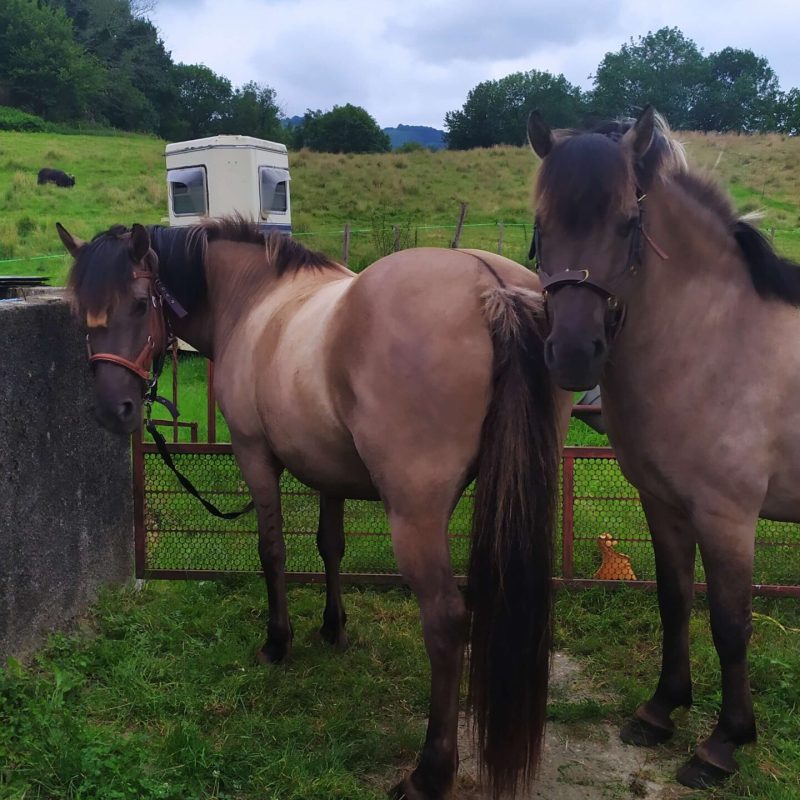Les chevaux de la ferme des éleveurs caprins et fromagers Marion et Arnaud