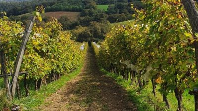 Vignes pendant le stage vigneron dans un domaine viticole dans le Jurançon