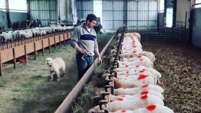 Bergerie pendant le stage de berger fromager dans les Pyrénées Atlantiques (64)