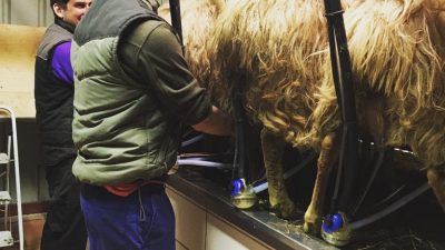Traite des brebis pendant le stage de berger fromager dans le Pays Basque