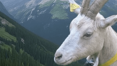 Chèvre de Jean-Louis pendant la stage de berger en estive avec ou sans son chien dans les Pyrénées