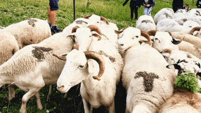 Jean-Louis le berger avec ces brebis et les enfants du village pendant le stage en estive dans les Pyrénées