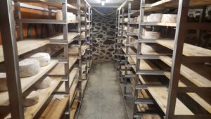 Affinage des fromages pendant le stage de berger fromager dans le Pays Basque