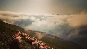Brebis dans les estives pendant le stage de berger fromager dans le Pays Basque