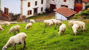 Stage de berger fromager au pays basque