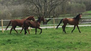 Suivez la voie du cheval pendant l'atelier d'équicoaching