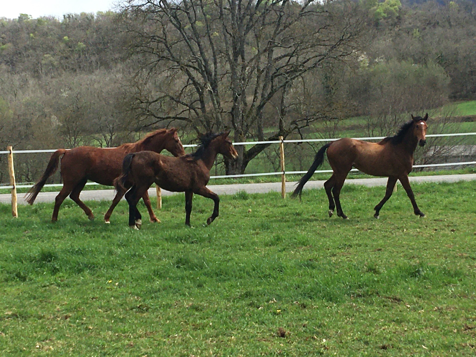 suivez-voie-cheval-atelier-equicoaching Suivez la voie du cheval pendant l'atelier d'équicoaching