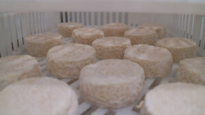 Séchage de fromages pendant le stage dans un élevage caprin et fromager