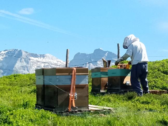 Stage de découverte de l'apiculture en montagne