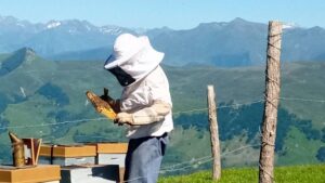 Stage de découverte de l'apiculture dans les Pyrénées