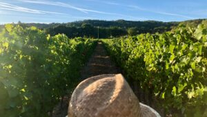 Atelier vigneron à Gaillac