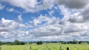 Vue du vignoble pendant l'atelier et le stage vigneron à Gaillac
