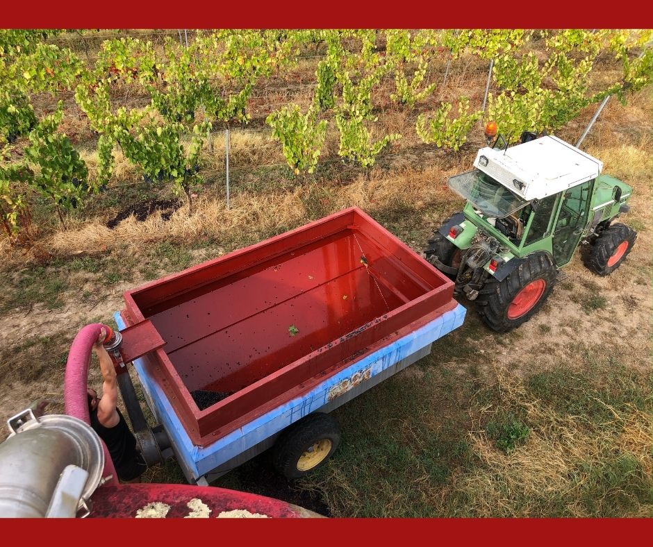 tracteur-remorque-vigneron-laurent-visseq-vendanges Tracteur et remorque pendant les vendanges chez Laurent Visseq, vigneron