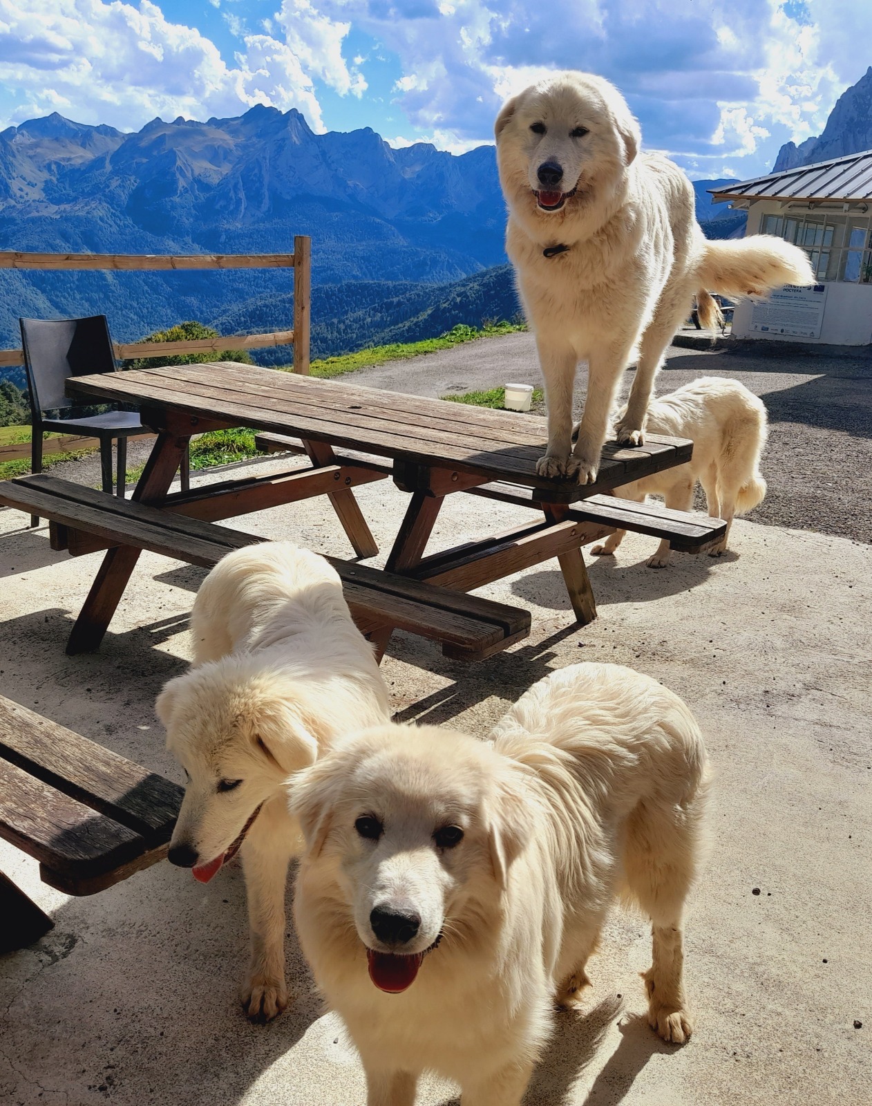 chiens-jean-louis-laborde-chiens Les chiens de Jean Louis Laborde, berger